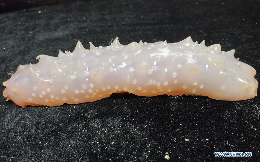 Photo taken on May 30, 2019 shows the sea cucumber collected by Discovery, a remote operated vehicle (ROV) aboard China\'s research vessel KEXUE (Science), in western Pacific Ocean in a recent dive. KEXUE is carrying out a 20-day long investigation over a series of seamounts in the south of the Mariana Trench in the western Pacific Ocean. (Xinhua/Zhang Xudong)