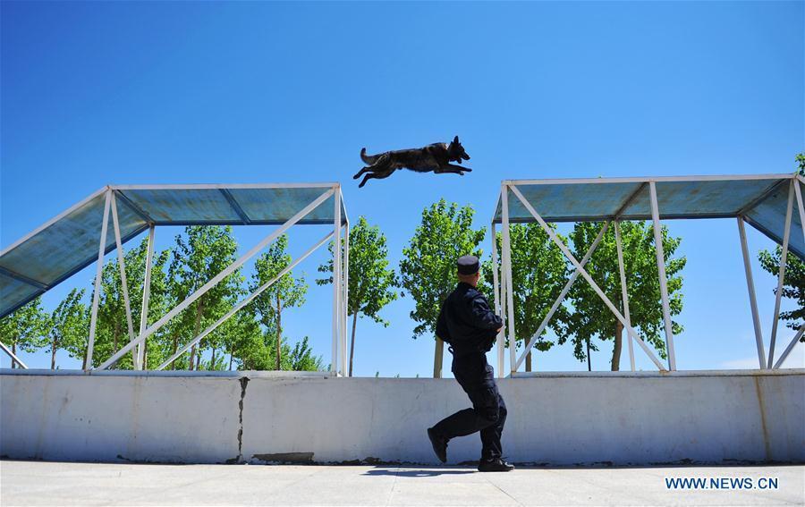 A police dog is trained in a drill in Harbin, northeast China\'s Heilongjiang Province, May 30, 2019. (Xinhua/Liu Song)