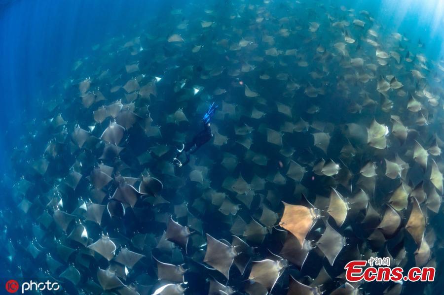 Dive instructor Jay Clue was lucky to find one of the largest-ever schools of manta rays migrating off the coast of Baja California Sur, Mexico. The harmless rays allowed divers to swim above them. (Photo/ICphoto)