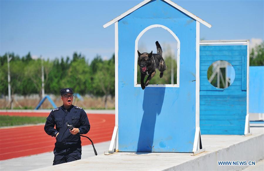 A police dog is trained in a drill in Harbin, northeast China\'s Heilongjiang Province, May 30, 2019. (Xinhua/Liu Song)