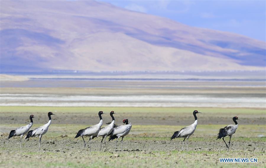 Black-necked cranes rest on the Doqen Co (Lake) in Yadong County, southwest China\'s Tibet Autonomous Region, May 29, 2019. (Xinhua/Zhang Rufeng)