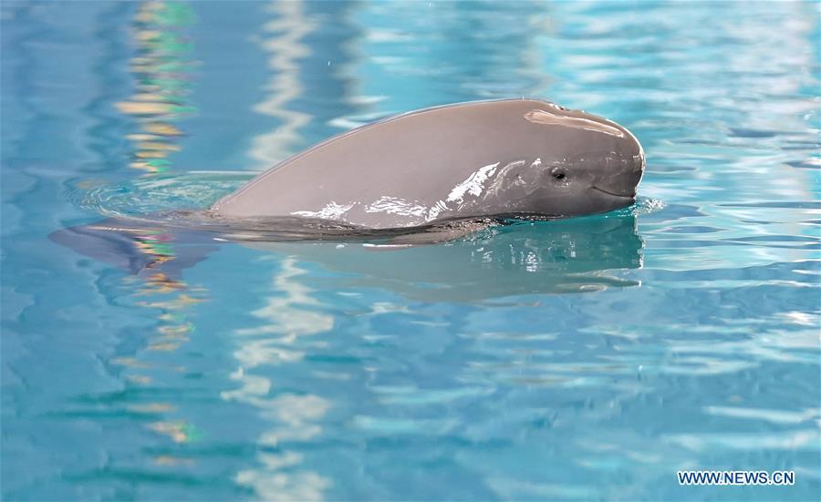<?php echo strip_tags(addslashes(A little Yangtze finless porpoise code-named F7C plays in the breeding pond at the Institute of Hydrobiology under Chinese Academy of Sciences in Wuhan, central China's Hubei Province, June 2, 2019. The 1-year-old male finless porpoise, reproduced via an artificial breeding program, celebrated its birthday on Sunday. Rarer than China's giant panda, the finless porpoise is a mammal similar to the dolphin, and now teeters on the brink of extinction, with a population of around 1,000. (Xinhua/Cheng Min))) ?>