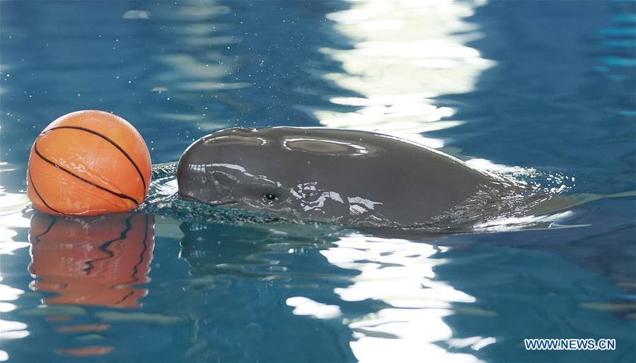 <?php echo strip_tags(addslashes(A little Yangtze finless porpoise code-named F7C plays in the breeding pond at the Institute of Hydrobiology under Chinese Academy of Sciences in Wuhan, central China's Hubei Province, June 2, 2019. The 1-year-old male finless porpoise, reproduced via an artificial breeding program, celebrated its birthday on Sunday. Rarer than China's giant panda, the finless porpoise is a mammal similar to the dolphin, and now teeters on the brink of extinction, with a population of around 1,000. (Xinhua/Cheng Min))) ?>