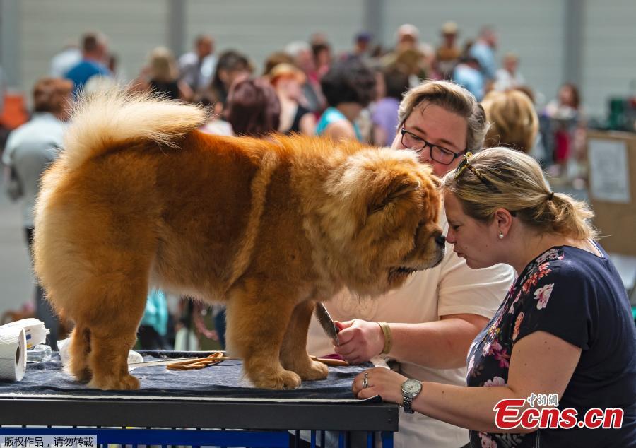 Jana Loeber plays with a Chow-Chow dog during the International pedigree dog and purebred cat exhibition in Erfurt, Germany, Sunday, June 2, 2019. More than 3,600 dogs and around 160 cats with their owners and 49 breed judges from 15 different countries take part at the exhibition and the competitions during this weekend.  (Photo/Agencies)