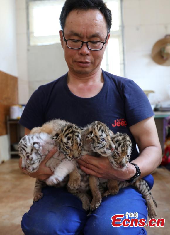 A Bengal tiger has given birth to four cubs including a genetic mutant white tiger in the Shendiaoshan Wildlife Park in Rongcheng City, East China’s Shandong Province. The tiger cubs are in good health and now living on milk powder. (Photo: China News Service/Lin Haizhen)
