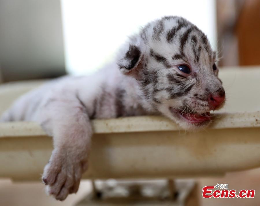 A Bengal tiger has given birth to four cubs including a genetic mutant white tiger in the Shendiaoshan Wildlife Park in Rongcheng City, East China’s Shandong Province. The tiger cubs are in good health and now living on milk powder. (Photo: China News Service/Lin Haizhen)