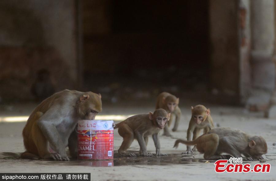 Monkeys drink water in a container and defused water on surface during a hot day in Allahabad on June 2, 2019 . During the last 48 hours, severe heat wave conditions have prevailed in many parts of the country. According to Indian Meteorological Department (IMD) alert issued on Sunday, severe heat wave condition is likely to prevail over Rajasthan and Madhya Pradesh and Maharashtra\'s Vidarbha region during the next four days and over Punjab, Haryana, Chandigarh and Delhi, and south Uttar Pradesh during the next two days.  (Photo/Sipaphoto)