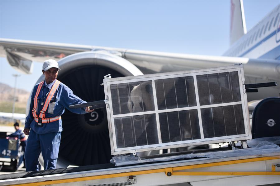 <?php echo strip_tags(addslashes(An airport worker transfers a giant panda at Caojiapu International Airport in Xining, capital city of northwest China's Qinghai Province, June 3, 2019. Two giant pandas, named Hexing and Shuangxin, who were from the Chengdu Research Base of Giant Panda Breeding, arrived in Xining on Monday, becoming the first giant pandas to settle down in the plateau city. (Xinhua/Wu Gang))) ?>