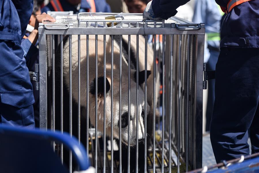 Photo taken on June 3, 2019 shows a giant panda at Caojiapu International Airport in Xining, capital city of northwest China\'s Qinghai Province. Two giant pandas, named Hexing and Shuangxin, who were from the Chengdu Research Base of Giant Panda Breeding, arrived in Xining on Monday, becoming the first giant pandas to settle down in the plateau city. (Xinhua/Wu Gang)