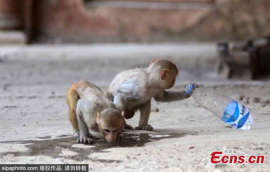 Monkeys drink water from a plastic water bottle during a hot day in Allahabad on June 2, 2019 . During the last 48 hours, severe heat wave conditions have prevailed in many parts of the country. According to Indian Meteorological Department (IMD) alert issued on Sunday, severe heat wave condition is likely to prevail over Rajasthan and Madhya Pradesh and Maharashtra\'s Vidarbha region during the next four days and over Punjab, Haryana, Chandigarh and Delhi, and south Uttar Pradesh during the next two days. (Photo/Sipaphoto)