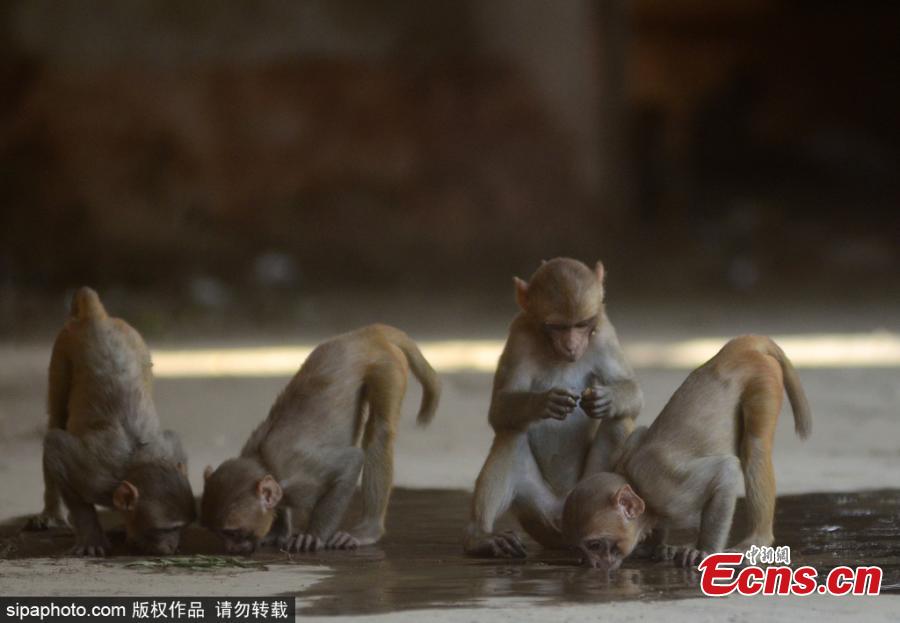 Monkeys drink defused water on surface during a hot day in Allahabad on June 2, 2019 . During the last 48 hours, severe heat wave conditions have prevailed in many parts of the country. According to Indian Meteorological Department (IMD) alert issued on Sunday, severe heat wave condition is likely to prevail over Rajasthan and Madhya Pradesh and Maharashtra\'s Vidarbha region during the next four days and over Punjab, Haryana, Chandigarh and Delhi, and south Uttar Pradesh during the next two days. (Photo/Sipaphoto)