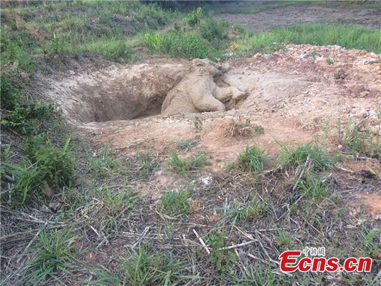 <?php echo strip_tags(addslashes(A wild Asian elephant struggles in a pool in Dadugang Township, Xishuangbanna Dai Autonomous Prefecture, Yunnan Province, June 3, 2019. The elephant was freed by 38 rescuers who dug a slope near the pool. (Photo: China News Service/Chang Zongbo))) ?>