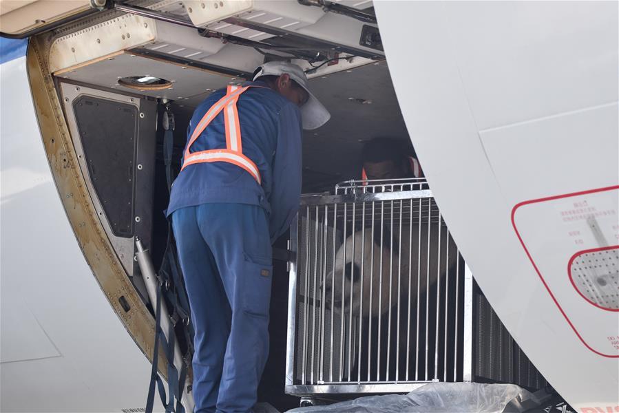 <?php echo strip_tags(addslashes(An airport worker transfers a giant panda at Caojiapu International Airport in Xining, capital city of northwest China's Qinghai Province, June 3, 2019. Two giant pandas, named Hexing and Shuangxin, who were from the Chengdu Research Base of Giant Panda Breeding, arrived in Xining on Monday, becoming the first giant pandas to settle down in the plateau city. (Xinhua/Wu Gang))) ?>