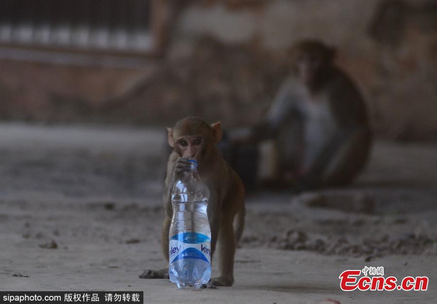 A Monkey drinks water from a plastic water bottle during a hot day in Allahabad on June 2, 2019 . During the last 48 hours, severe heat wave conditions have prevailed in many parts of the country. According to Indian Meteorological Department (IMD) alert issued on Sunday, severe heat wave condition is likely to prevail over Rajasthan and Madhya Pradesh and Maharashtra\'s Vidarbha region during the next four days and over Punjab, Haryana, Chandigarh and Delhi, and south Uttar Pradesh during the next two days. (Photo/Sipaphoto)