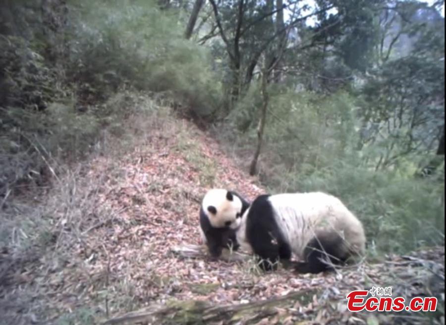 <?php echo strip_tags(addslashes(A still image taken from infrared camera footage shows a giant panda and its one-year-old cub in Baishuijiang National Nature Reserve, home to a large number of wild pandas in Gansu Province. The footage shows the cub playing with its mother, at times cuddling her in the manner of a human toddler. (Photo provided to China News Service))) ?>