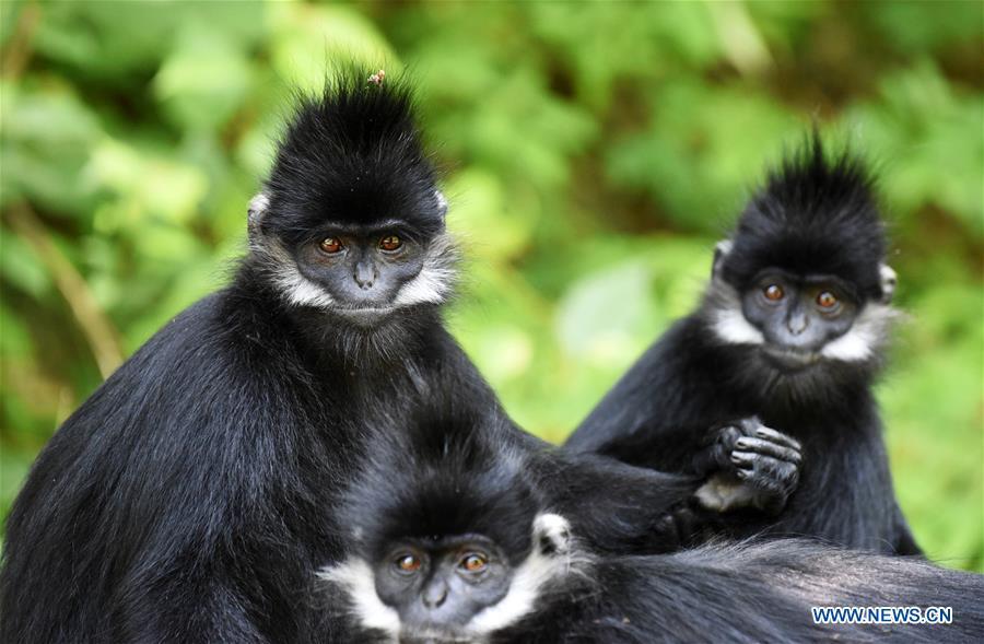 Francois\' langurs are seen in the Mayanghe National Nature Reserve in Guizhou Province, southwest China, June 4, 2019. Thanks to a series of protective measures, the number of Francois\' langurs in the Mayanghe National Nature Reserve has been increasing in recent years. According to latest official statistics, there are currently more than 550 Francois\' langurs in the nature reserve. Also known as Francois\' leaf monkeys, the species is one of China\'s most endangered wild animals and is under top national-level protection. It is also one of the endangered species on the International Union for Conservation of Nature red list. The species are found in China\'s Guangxi, Guizhou and Chongqing. (Xinhua/Yang Wenbin)