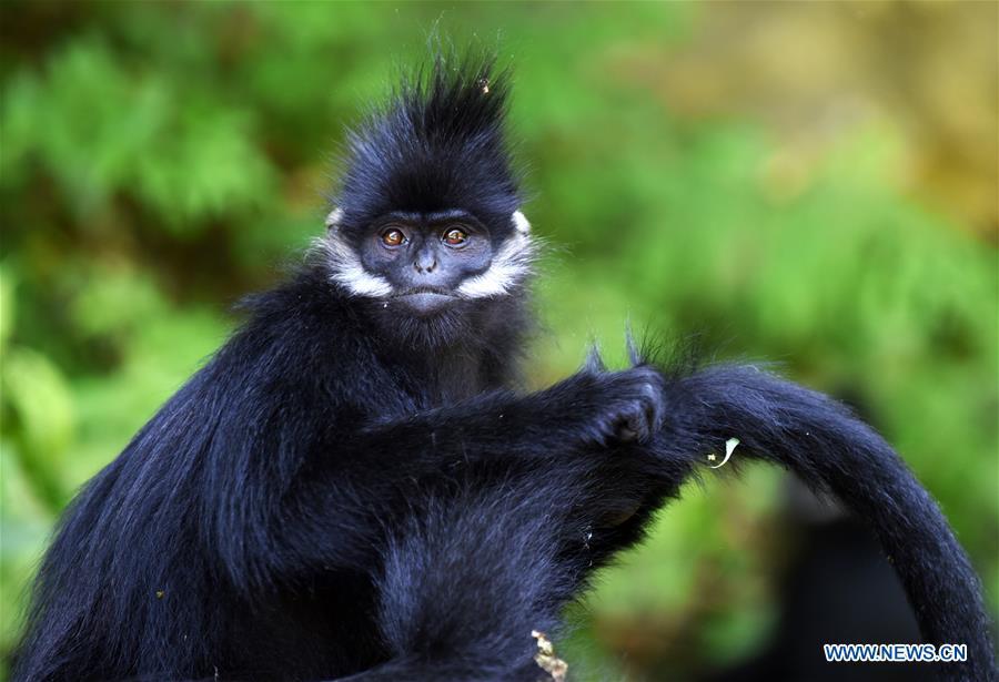 A Francois\' langur is seen in the Mayanghe National Nature Reserve in Guizhou Province, southwest China, June 4, 2019. Thanks to a series of protective measures, the number of Francois\' langurs in the Mayanghe National Nature Reserve has been increasing in recent years. According to latest official statistics, there are currently more than 550 Francois\' langurs in the nature reserve. Also known as Francois\' leaf monkeys, the species is one of China\'s most endangered wild animals and is under top national-level protection. It is also one of the endangered species on the International Union for Conservation of Nature red list. The species are found in China\'s Guangxi, Guizhou and Chongqing. (Xinhua/Yang Wenbin)