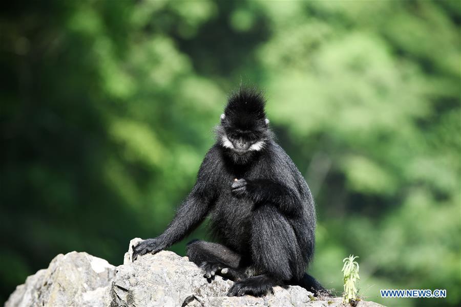 A Francois\' langur is seen in the Mayanghe National Nature Reserve in Guizhou Province, southwest China, June 4, 2019. Thanks to a series of protective measures, the number of Francois\' langurs in the Mayanghe National Nature Reserve has been increasing in recent years. According to latest official statistics, there are currently more than 550 Francois\' langurs in the nature reserve. Also known as Francois\' leaf monkeys, the species is one of China\'s most endangered wild animals and is under top national-level protection. It is also one of the endangered species on the International Union for Conservation of Nature red list. The species are found in China\'s Guangxi, Guizhou and Chongqing. (Xinhua/Yang Wenbin)