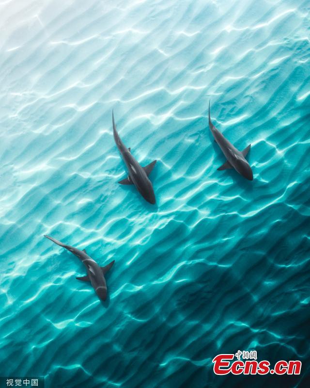 <?php echo strip_tags(addslashes(Aerial photographs capture giant stingrays and sharks hunting for food in crystal-clear shallow waters.  (Photo/VCG))) ?>