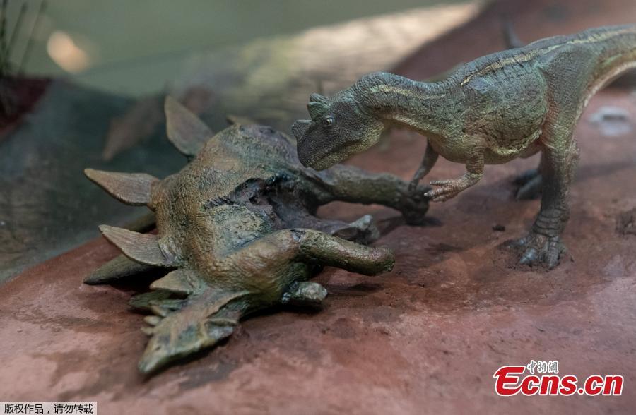 Photo taken on June 4, 2019 shows an exhibit in the new dinosaur and fossil hall of the Smithsonian\'s National Museum of Natural History in Washington D.C., the United States. The Smithsonian\'s National Museum of Natural History will reopen its dinosaur and fossil hall \