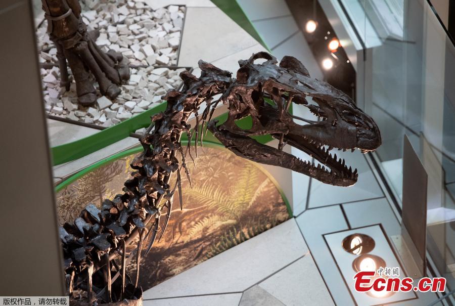 Photo taken on June 4, 2019 shows an exhibit in the new dinosaur and fossil hall of the Smithsonian\'s National Museum of Natural History in Washington D.C., the United States. The Smithsonian\'s National Museum of Natural History will reopen its dinosaur and fossil hall \