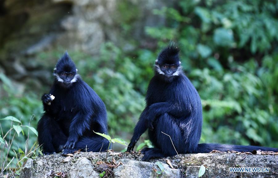 Francois\' langurs are seen in the Mayanghe National Nature Reserve in Guizhou Province, southwest China, June 4, 2019. Thanks to a series of protective measures, the number of Francois\' langurs in the Mayanghe National Nature Reserve has been increasing in recent years. According to latest official statistics, there are currently more than 550 Francois\' langurs in the nature reserve. Also known as Francois\' leaf monkeys, the species is one of China\'s most endangered wild animals and is under top national-level protection. It is also one of the endangered species on the International Union for Conservation of Nature red list. The species are found in China\'s Guangxi, Guizhou and Chongqing. (Xinhua/Yang Wenbin)