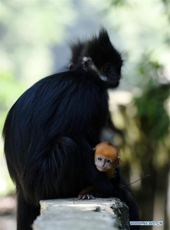 A Francois\' langur is seen with its baby in the Mayanghe National Nature Reserve in Guizhou Province, southwest China, June 4, 2019. Thanks to a series of protective measures, the number of Francois\' langurs in the Mayanghe National Nature Reserve has been increasing in recent years. According to latest official statistics, there are currently more than 550 Francois\' langurs in the nature reserve. Also known as Francois\' leaf monkeys, the species is one of China\'s most endangered wild animals and is under top national-level protection. It is also one of the endangered species on the International Union for Conservation of Nature red list. The species are found in China\'s Guangxi, Guizhou and Chongqing. (Xinhua/Yang Wenbin)