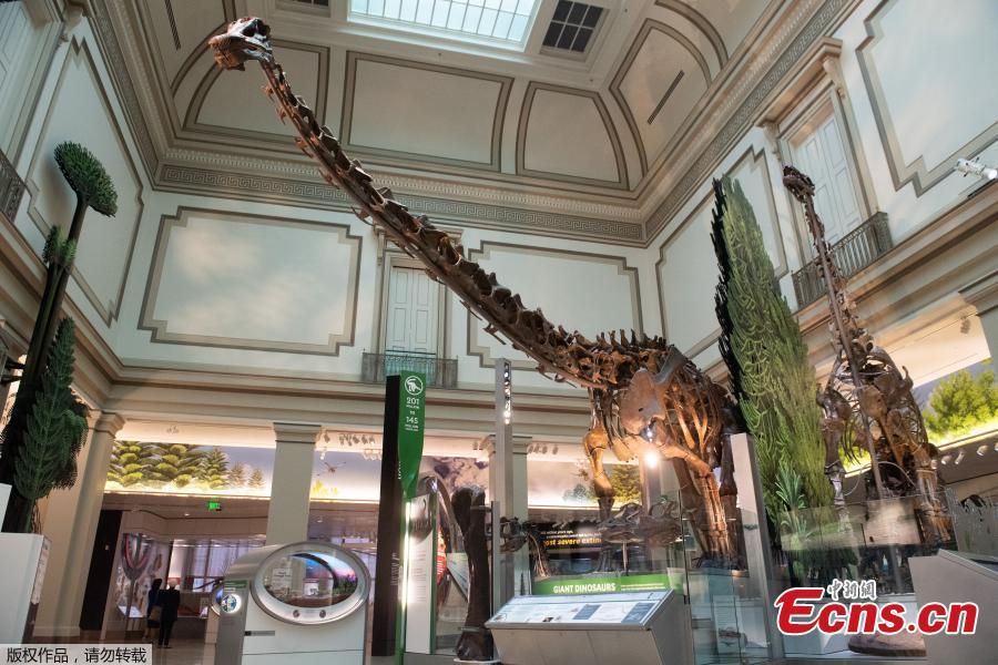 Photo taken on June 4, 2019 shows an exhibit in the new dinosaur and fossil hall of the Smithsonian\'s National Museum of Natural History in Washington D.C., the United States. The Smithsonian\'s National Museum of Natural History will reopen its dinosaur and fossil hall \