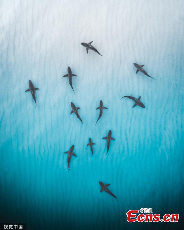 Aerial photographs capture giant stingrays and sharks hunting for food in crystal-clear shallow waters. Photographer Phil de Glanville photographed 30 bronze whale sharks before discovering a massive school of 70 hammerhead sharks nearby. (Photo/VCG)