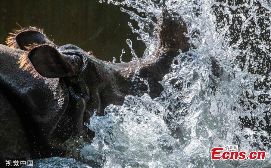 <?php echo strip_tags(addslashes(Animals swim in a pool at a zoo in Berlin, Germany on June 5, 2019 as the highest temperature in the city reached 30 degrees Celsius.  (Photo/VCG))) ?>