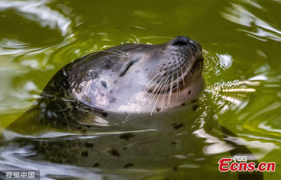 <?php echo strip_tags(addslashes(Animals swim in a pool at a zoo in Berlin, Germany on June 5, 2019 as the highest temperature in the city reached 30 degrees Celsius.  (Photo/VCG))) ?>