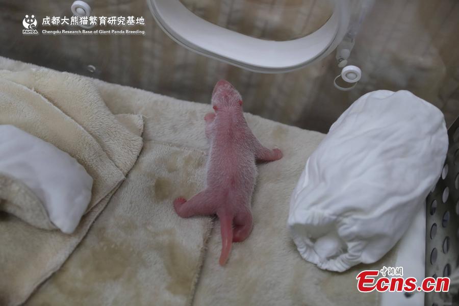 <?php echo strip_tags(addslashes(A captive-bred giant panda gave birth to the first cub of the year in Chengdu, capital of southwest China's Sichuan Province. The female cub, weighing 166.8 grams was born at 1:22 a.m. on June 5,2019 at Chengdu Research Base of Giant Panda Breeding. It is the world's first captive-bred panda born in 2019.(Photo provided to China News Service))) ?>