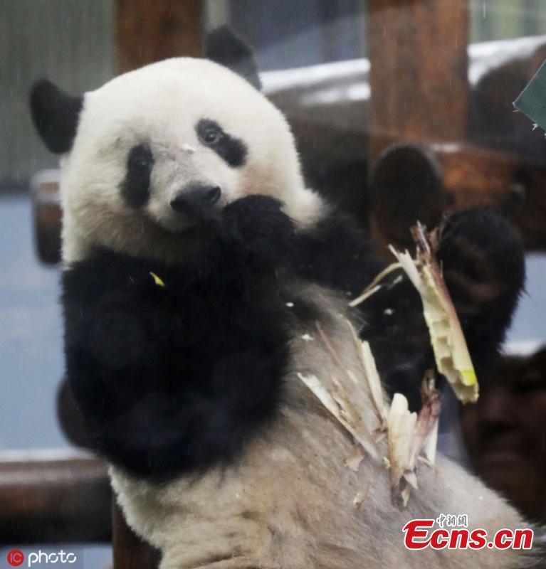 <?php echo strip_tags(addslashes(Xiang Xiang, a giant panda born at Tokyo's Ueno Zoo in 2017, was displayed to the media on June 10 ahead of her second birthday on June 12, 2019. Xiang Xiang, on loan from China, was due to be returned there when she turned 2, but the Tokyo metropolitan government was able to extend her stay until the end of December 2020. (Photo/IC))) ?>