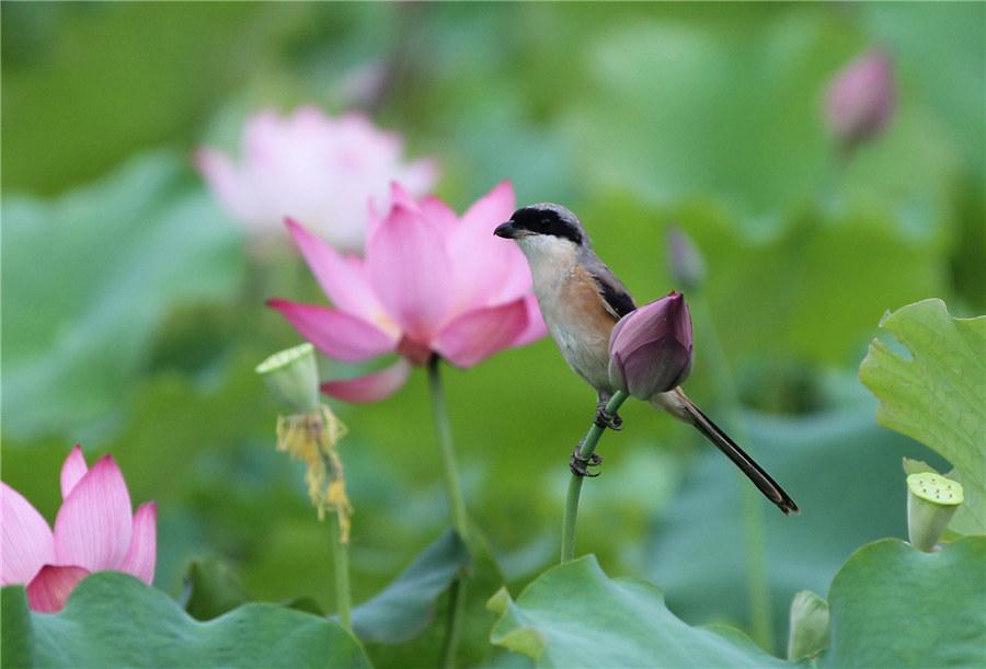 <?php echo strip_tags(addslashes(A lotus pond with pink blossoms at a local park in Yongzhou, Central China's Hunan Province, becomes a sightseeing magnet for shutterbugs and painters on June 9, 2019.  (Photo/Xinhua))) ?>