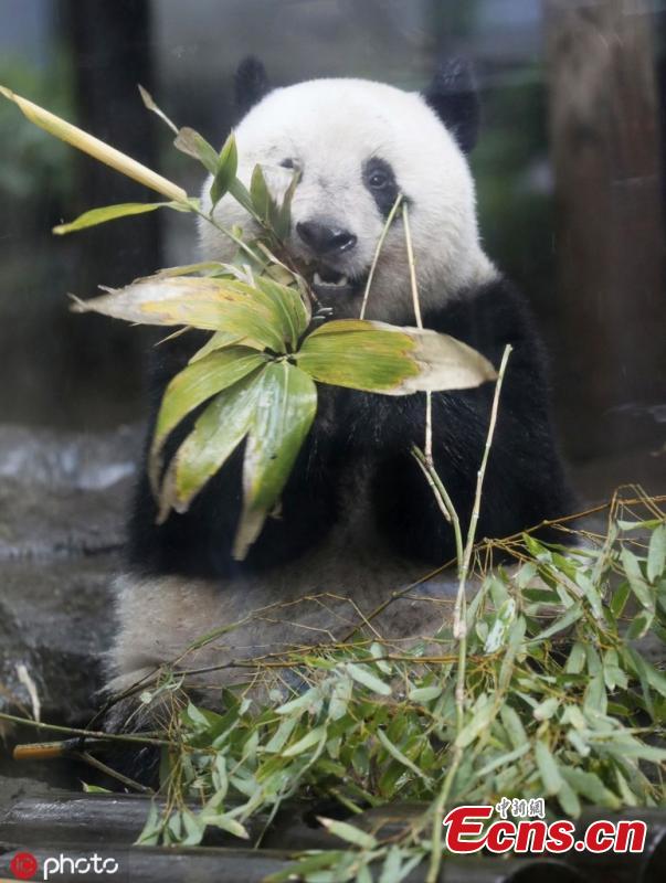 <?php echo strip_tags(addslashes(Xiang Xiang, a giant panda born at Tokyo's Ueno Zoo in 2017, was displayed to the media on June 10 ahead of her second birthday on June 12, 2019. Xiang Xiang, on loan from China, was due to be returned there when she turned 2, but the Tokyo metropolitan government was able to extend her stay until the end of December 2020. (Photo/IC))) ?>