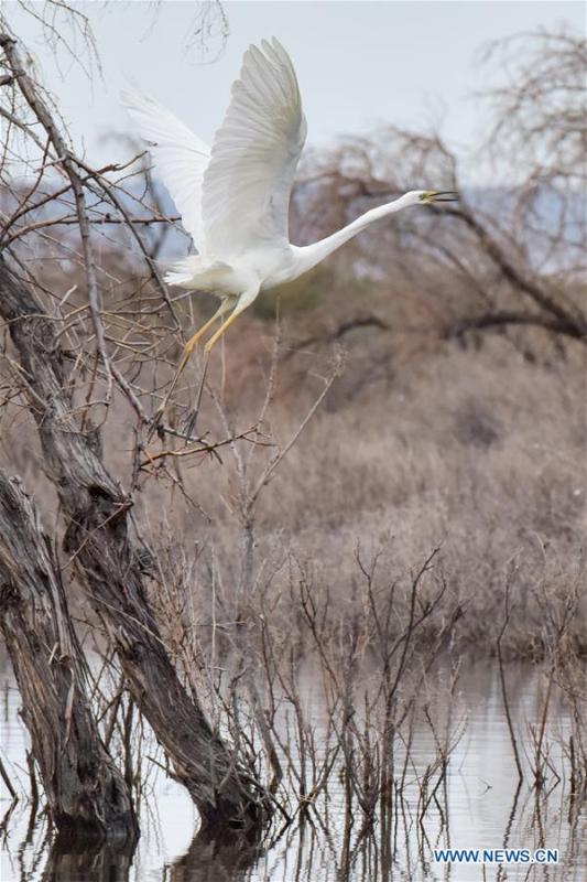 <?php echo strip_tags(addslashes(An egret is seen at the Ulunggur Lake National Wetland Park in Altay, northwest China's Xinjiang Uygur Autonomous Region, June 9, 2019. (Xinhua/Ding Lei))) ?>
