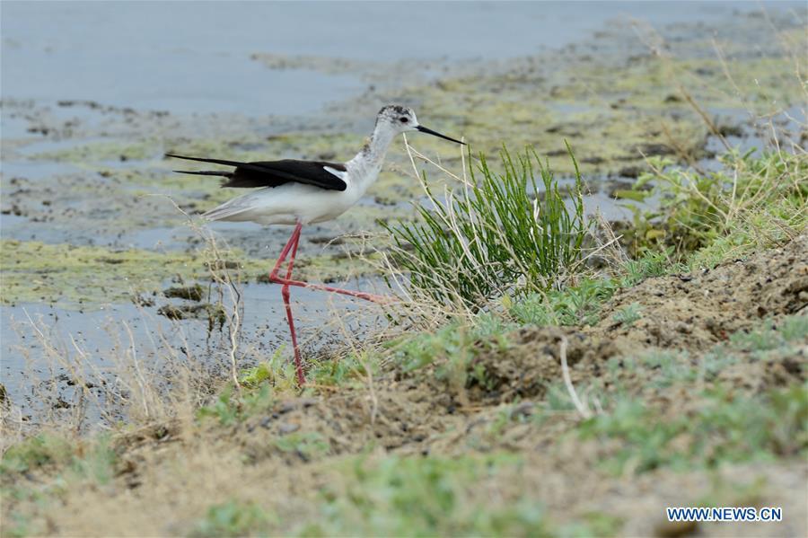 A long-feet snipe forages at the Ulunggur Lake National Wetland Park in Altay, northwest China\'s Xinjiang Uygur Autonomous Region, June 9, 2019. (Xinhua/Ding Lei)