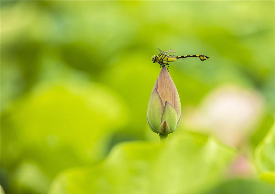 Lotus flower buds at a local fish pond in Wuhu, East China\'s Anhui Province, attract wildlife with their fragrant beauty on June 9, 2019.  (Photo/Xinhua)