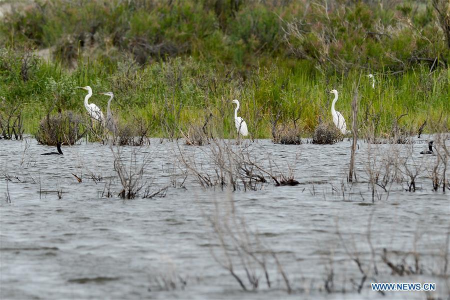 <?php echo strip_tags(addslashes(Egrets are seen at the Ulunggur Lake National Wetland Park in Altay, northwest China's Xinjiang Uygur Autonomous Region, June 9, 2019. (Xinhua/Ding Lei))) ?>