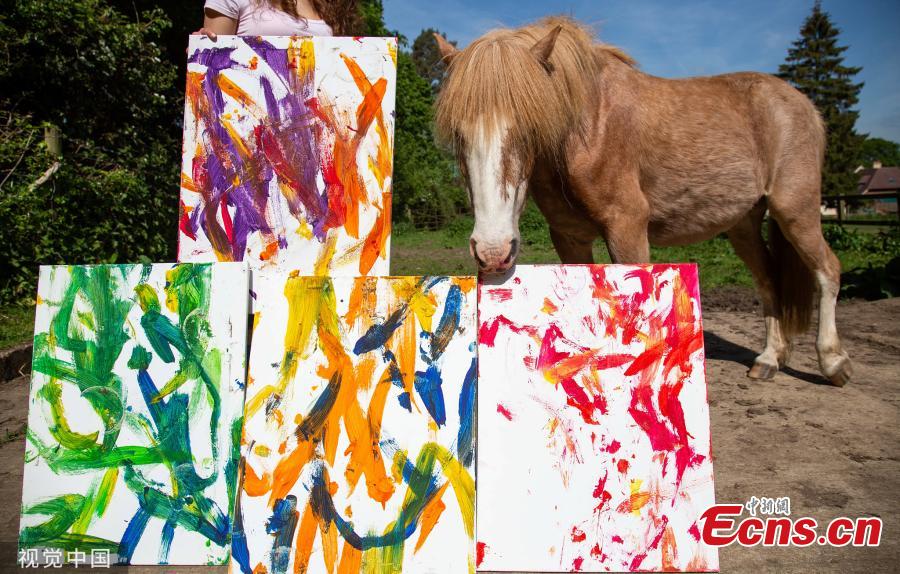 In the photo released on June 9, 2019, Oxford Brookes University student Elodie Poncin tries to teach her 12-year-old pony Teddy to paint. Poncin, 18, is studying art and design at the UK university and wants her last exhibition to stand out from the crowd.(Photo/VCG)