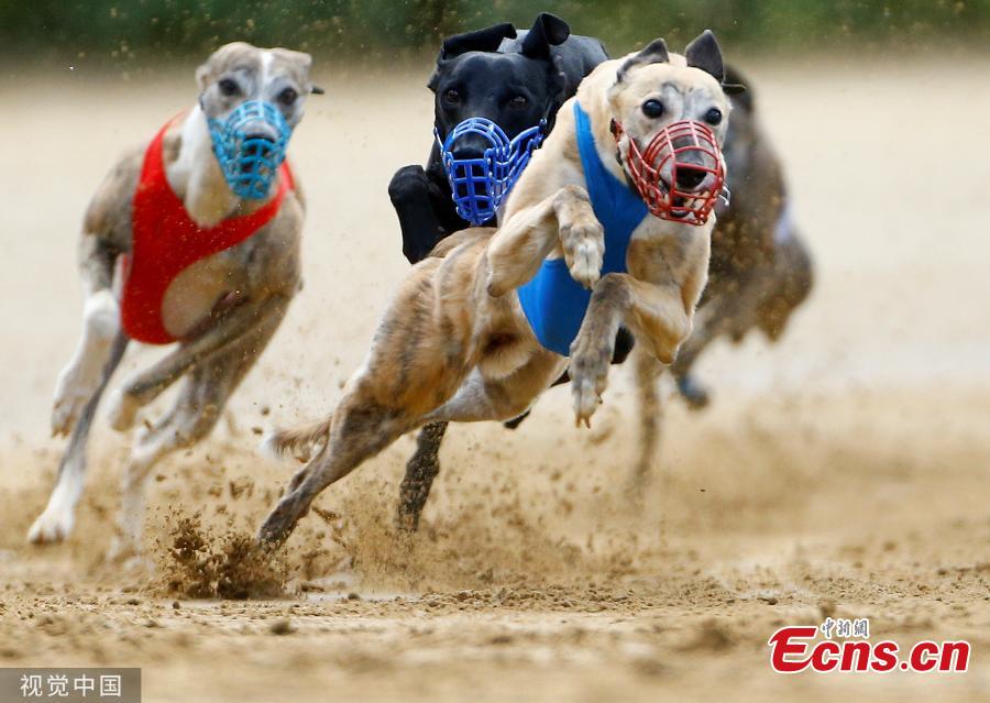 <?php echo strip_tags(addslashes(Dogs compete during an annual international dog race in Gelsenkirchen, Germany on June 9, 2019. (Photo/VCG))) ?>