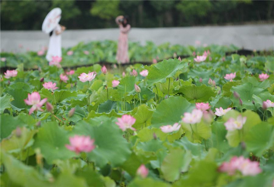 <?php echo strip_tags(addslashes(A lotus pond with pink blossoms at a local park in Yongzhou, Central China's Hunan Province, becomes a sightseeing magnet for shutterbugs and painters on June 9, 2019. (Photo/Xinhua))) ?>