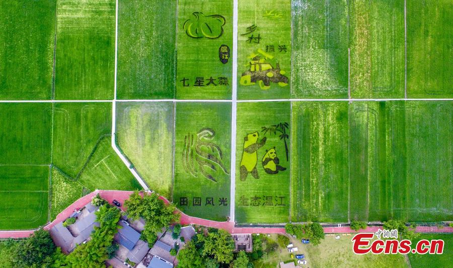 <?php echo strip_tags(addslashes(An aerial view of patterns featuring giant pandas, the local specialty garlic and Chinese characters in a rice paddy field in Wenjiang District, Chengdu City, Sichuan Province, June 10, 2019. (Photo: China News Service/Lyu Jia))) ?>