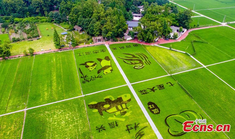 <?php echo strip_tags(addslashes(An aerial view of patterns featuring giant pandas, the local specialty garlic and Chinese characters in a rice paddy field in Wenjiang District, Chengdu City, Sichuan Province, June 10, 2019. (Photo: China News Service/Lyu Jia))) ?>