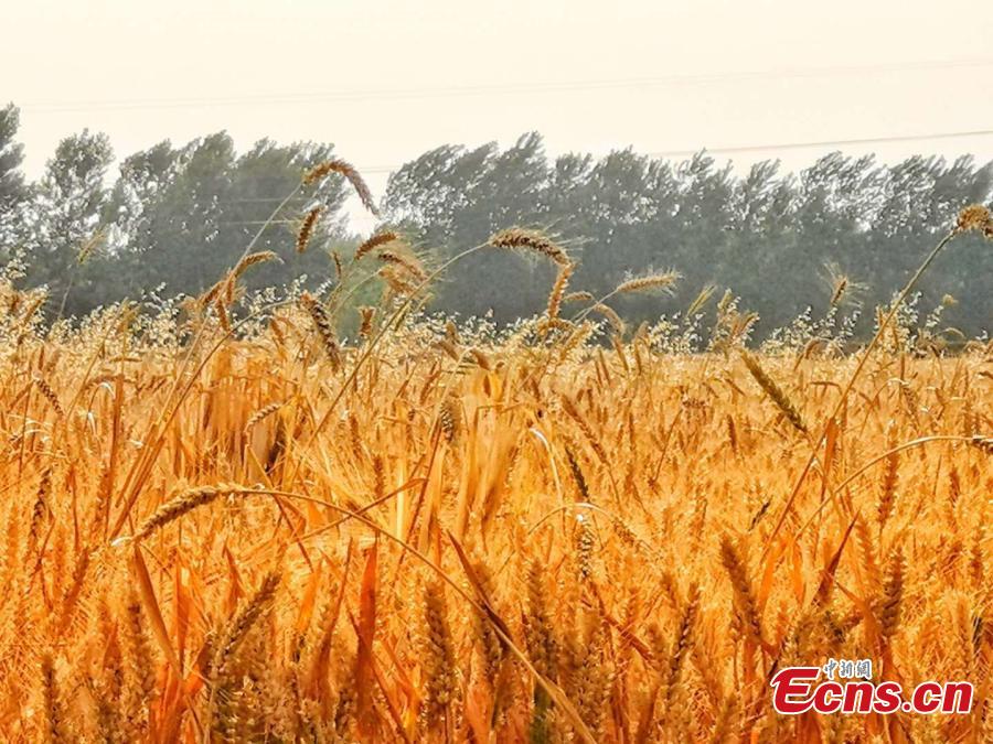 <?php echo strip_tags(addslashes(Drone photo shows wheat fields in northern Anhui province as the area enters harvest season. (Photo: China News Service/Chen Jie))) ?>