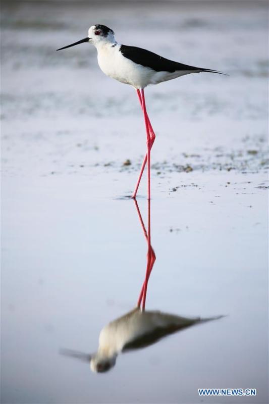 A black-winged stilt is seen at Xihai wetland in Jinpu New District in Dalian, northeast China\'s Liaoning Province, June 11, 2019. (Xinhua/Piao Feng)