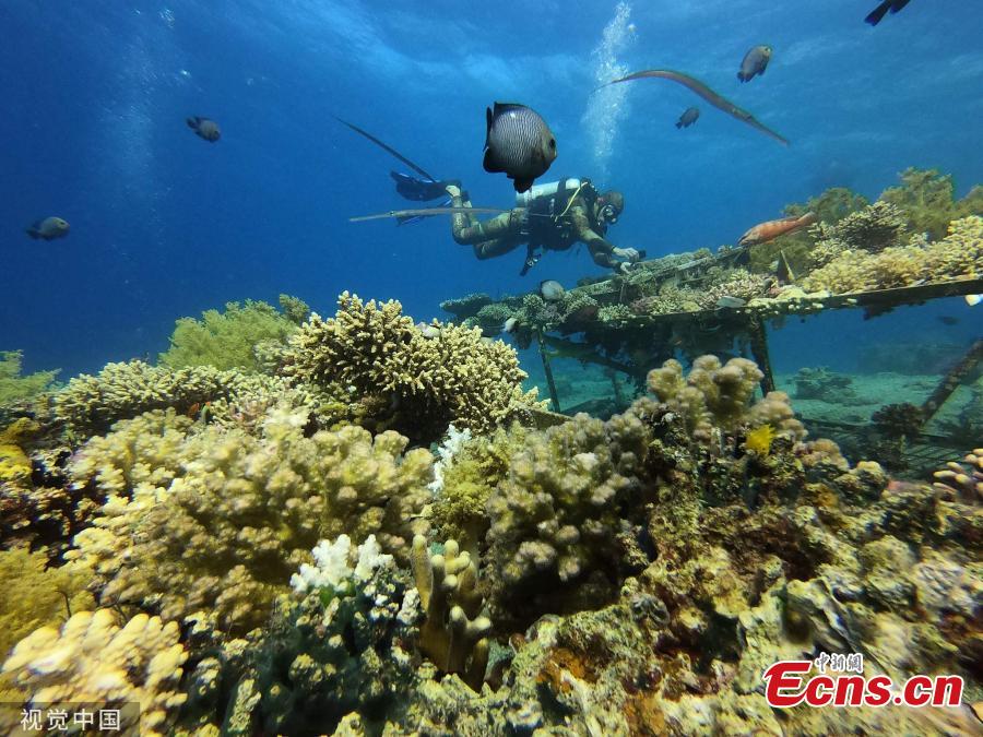 A diver in the Red Sea removes corals off the shore of Eilat in southern Israel. (Photo/Agencies)