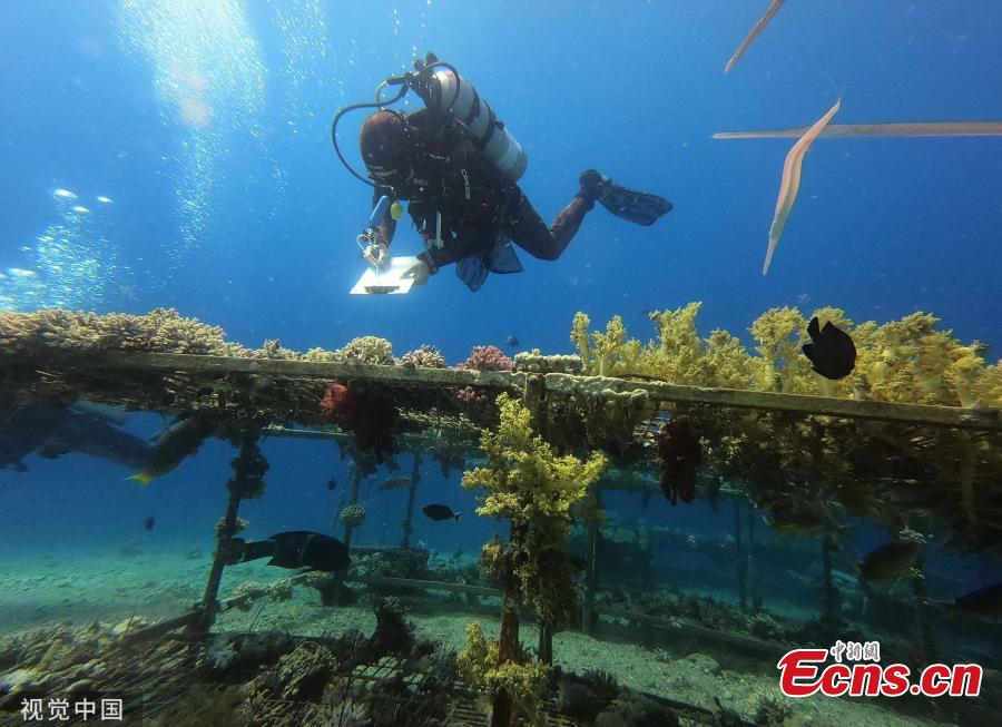A diver in the Red Sea removes corals off the shore of Eilat in southern Israel. (Photo/Agencies)