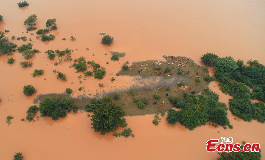 After days of strong rain, cows remain trapped by flood waters near the Ganjiang River in Taihe County, East China’s Jiangxi Province, in this aerial photo taken June 12, 2019. Parks and fields in the county were submerged, while roads were closed and electricity supplies cut. (Photo: China News Service/Deng Heping)