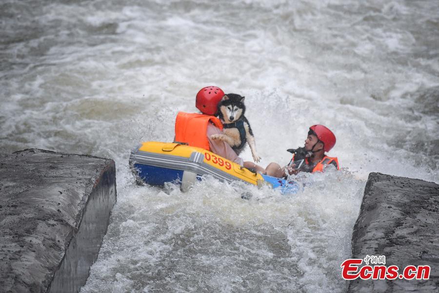 <?php echo strip_tags(addslashes(A unique rafting competition with entrants competing together with their canine pals is held in a river in Lianyun Mountain in Pingjiang County, Central China’s Hunan Province, June 12, 2019. The rafting route stretched for eight kilometers. (Photo: China News Service/Yang Huafeng))) ?>